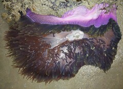 Heteractis magnifica