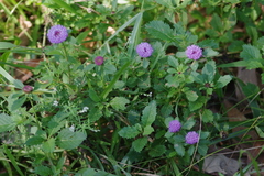 Centratherum punctatum