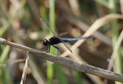 Crocothemis nigrifrons