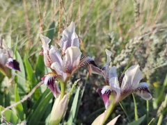 Iris scariosa