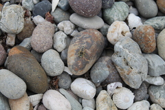 Zyzzyx chilensis