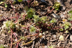 Lamium hybridum