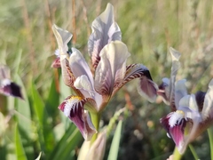 Iris scariosa
