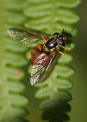 Chrysotoxum triarcuatum