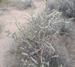 Cylindropuntia
