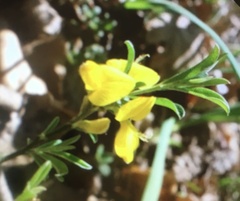 Genista pilosa