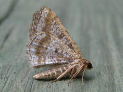 Digrammia ocellinata