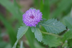 Centratherum punctatum