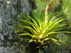 Guzmania monostachia
