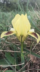 Iris pumila