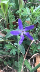 Vinca herbacea