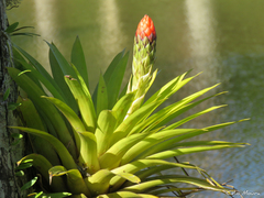 Guzmania monostachia