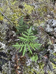 Pentagramma triangularis