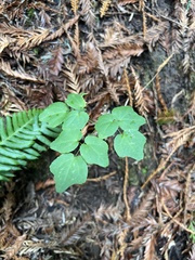 Vancouveria hexandra