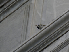 Motacilla alba alba