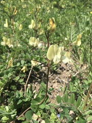 Vicia grandiflora