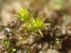 Orthotrichum anomalum