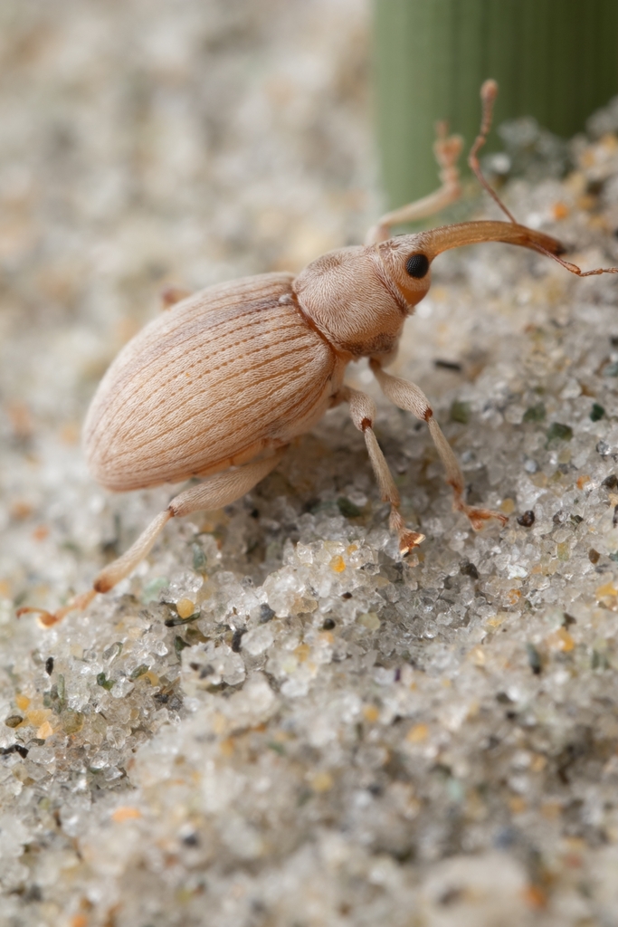 Philacta testacea