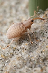 Philacta