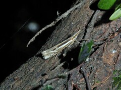 Orocrambus ramosellus