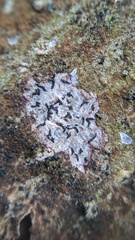 Alyxoria culmigena