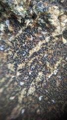 Pseudoschismatomma rufescens