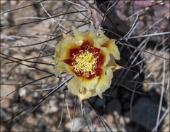 Opuntia azurea