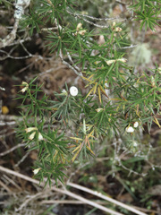 Leptecophylla juniperina