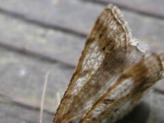 Digrammia ocellinata