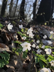 Isopyrum thalictroides