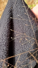 Eragrostis