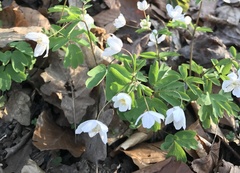 Isopyrum thalictroides