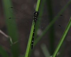 Eusynthemis nigra