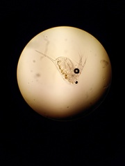 Daphnia longispina