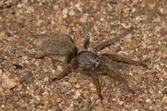 Harpactirinae