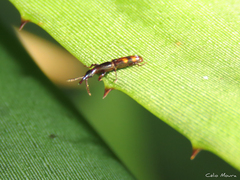 Taphroderini