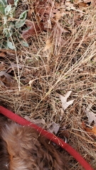 Eragrostis