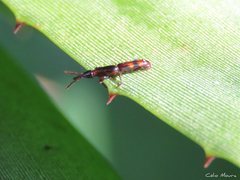 Taphroderini