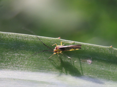 Thyrsophorinae