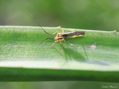 Thyrsophorinae
