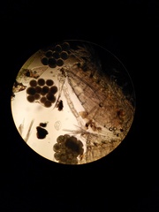 Lumbricillus lineatus