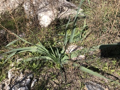 Asphodelus