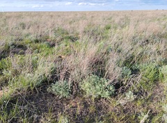 Artemisia lercheana