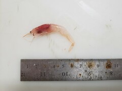 Eusergestes arcticus