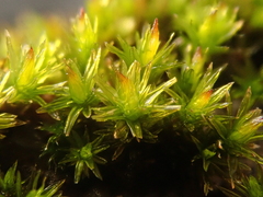 Orthotrichaceae