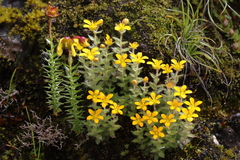 Saxifraga hispidula