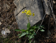 Patrinia sibirica