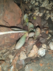 Adromischus umbraticola