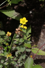 Saxifraga hispidula