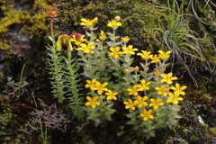 Saxifraga hispidula